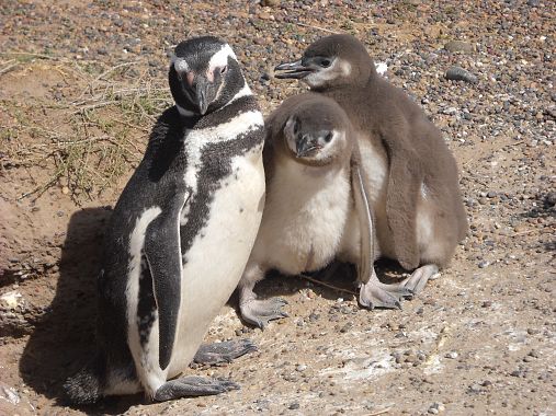 Pinguino con due pulcini - foto Blue Lama