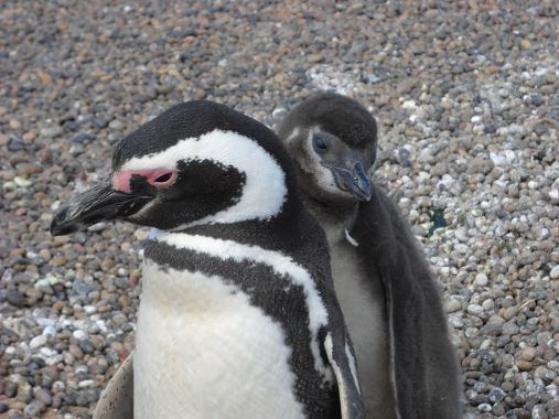 Pinguino con un pulcino - foto Blue Lama