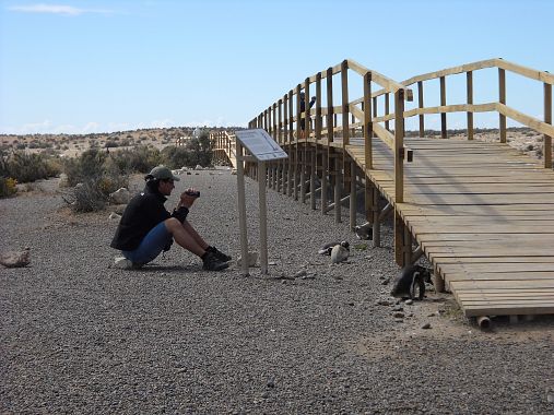 Un turista fotografa un pinguino - foto Blue Lama
