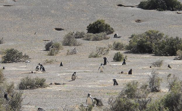 Tane di pinguino - foto Blue Lama