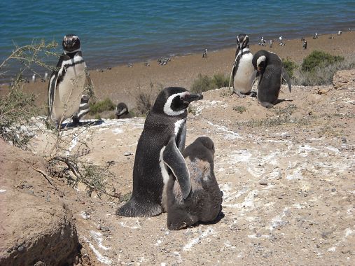 Pinguini con i pulcini - foto Blue Lama