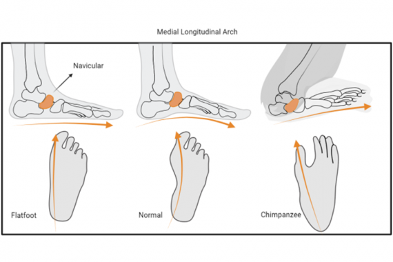 L'evoluzione del piede
