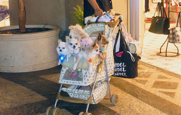 Cani in passeggino a Tokyo - foto Blue Lama