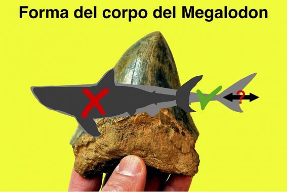 forma megalodon grafica