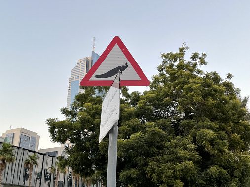 Il cartello a Dubai: "Pericolo pavoni"