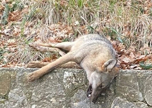 La lupa ancora integra nel punto del rinvenimento