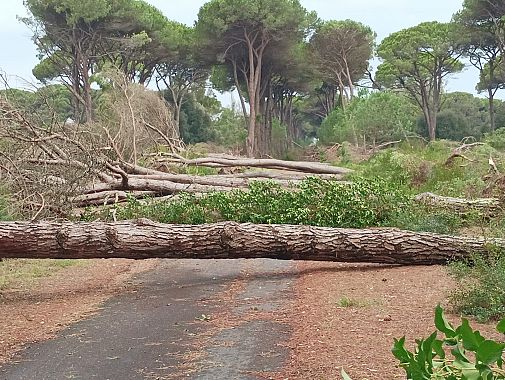 Alberi abbattuti da una tromba d'aria a San Rossore