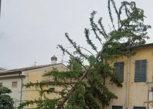 Un albero crollato a Pontedera