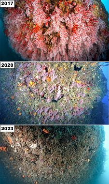 La perdita del corallo dal 2017 al 2023