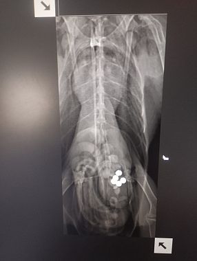 Le lastre dell'Avocetta ricoverata al Cruma di Livorno