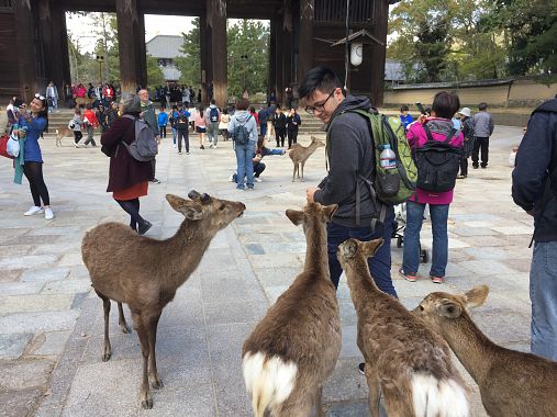 Cervi e turisti a Nara - foto Blue Lama