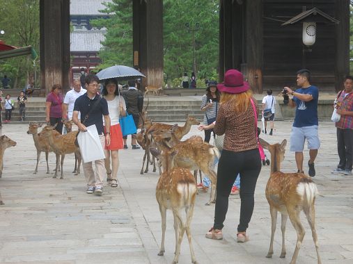 Cervi e turisti a Nara - foto Blue Lama