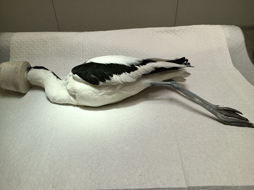 L'Avocetta ricoverata al Cruma di Livorno