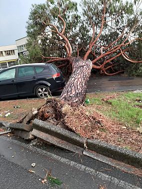 Auto schiacciata da una pianta