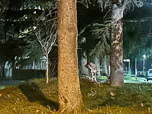 Il lupo vicino alla palestra di Pieve Santo Stefano