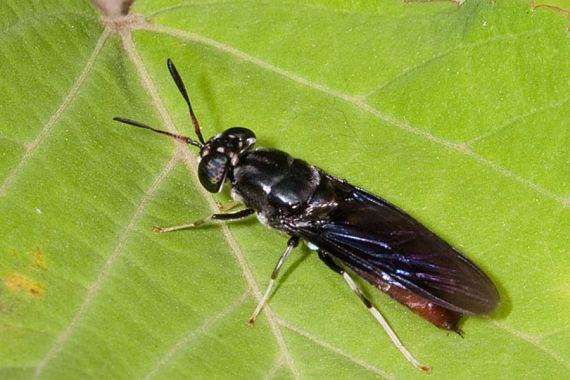 Una mosca soldato nera