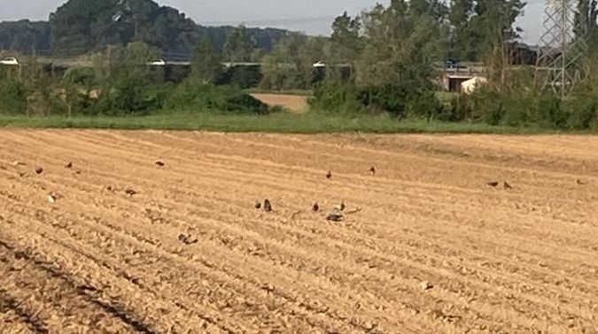 I piccioni nel campo seminato