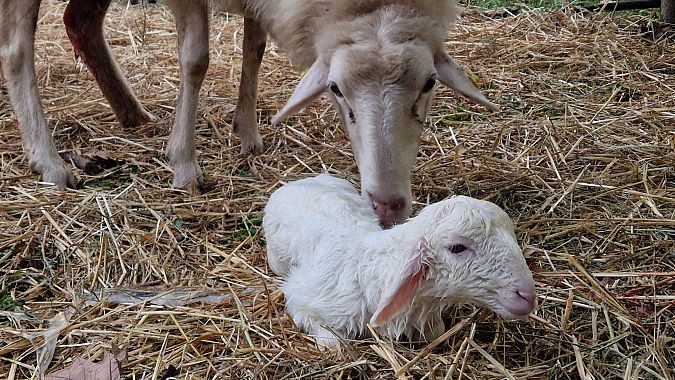 L'agnellino appena nato nel presepe vivente di Gricignano