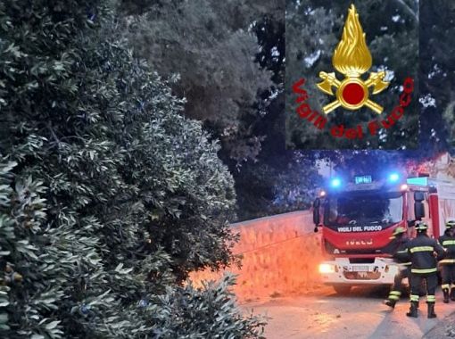 Uno degli alberi crollati a Livorno