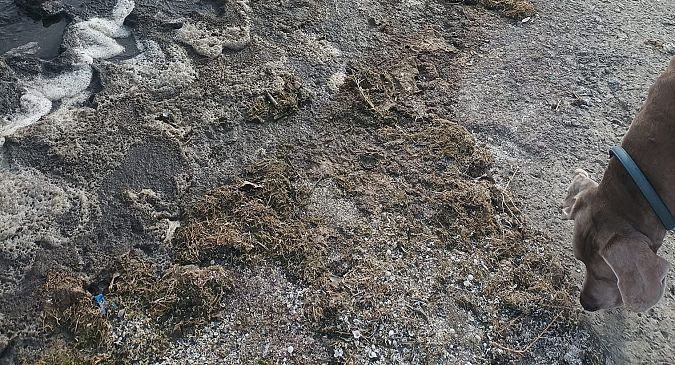 Gli insetti morti a riva